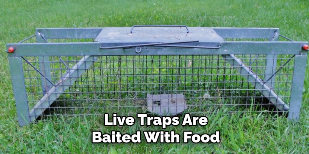 Live Traps Are Baited With Food