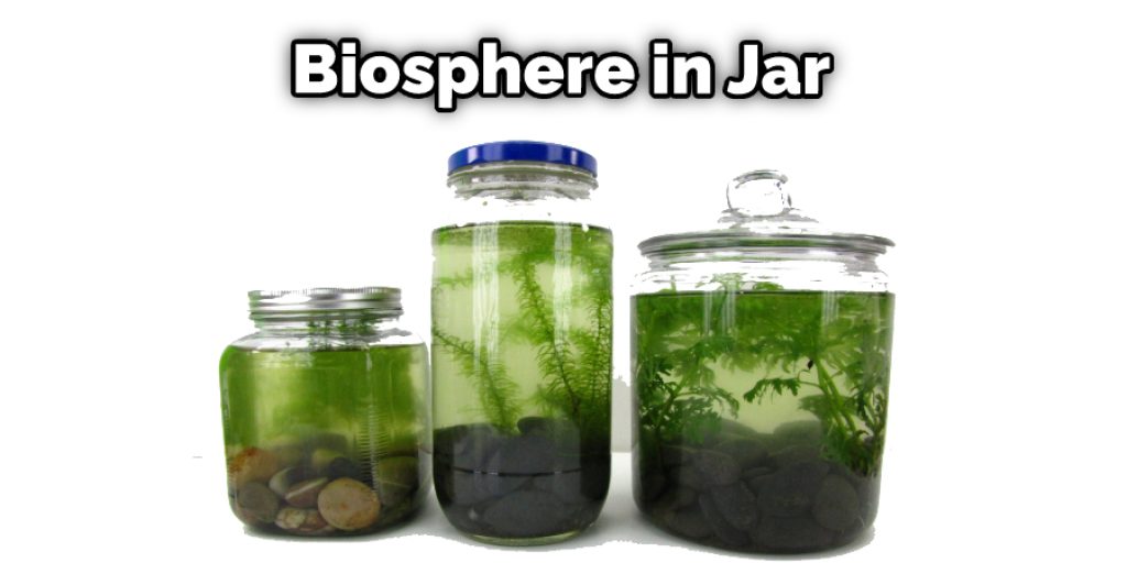 Biosphere in Jar