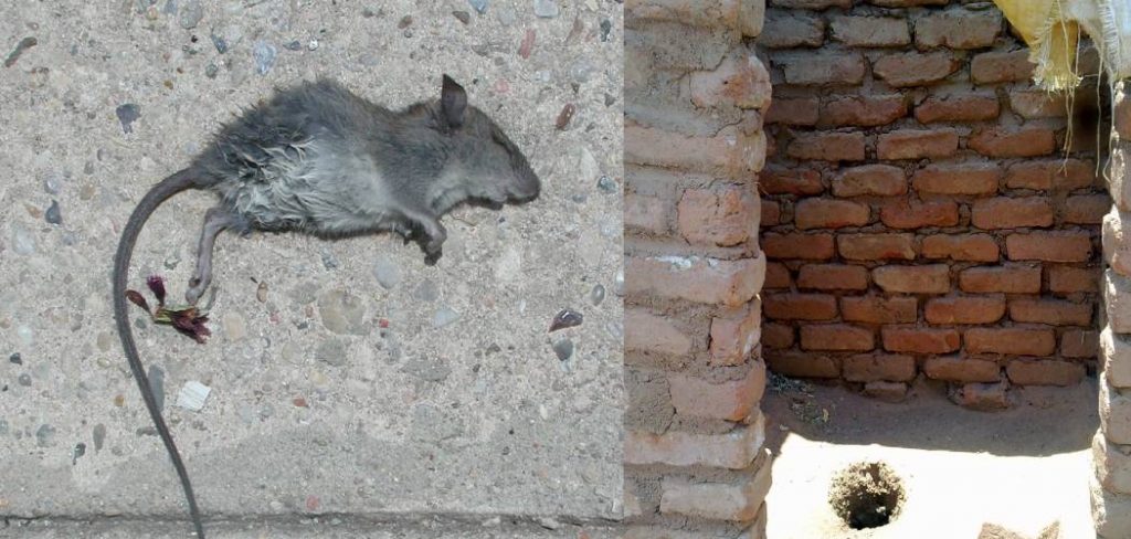 How to Get Rid of Dead Rat Smell in Wall