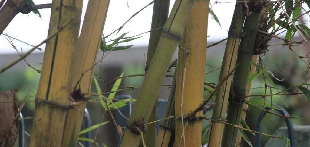 How to Hollow Out Bamboo