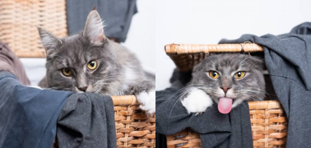 How to Stop Cat From Peeing in Laundry Basket