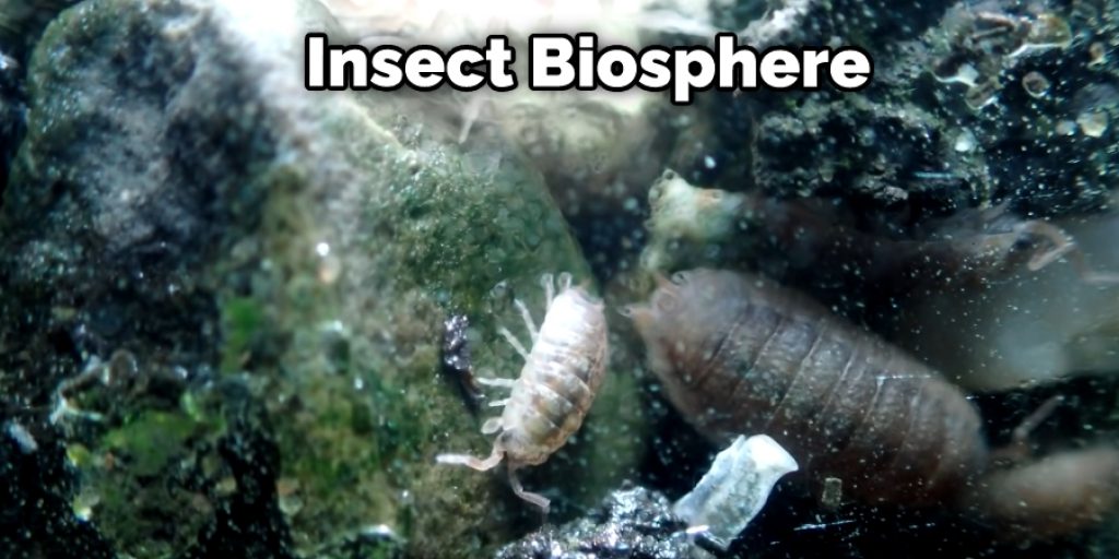 Insect Biosphere