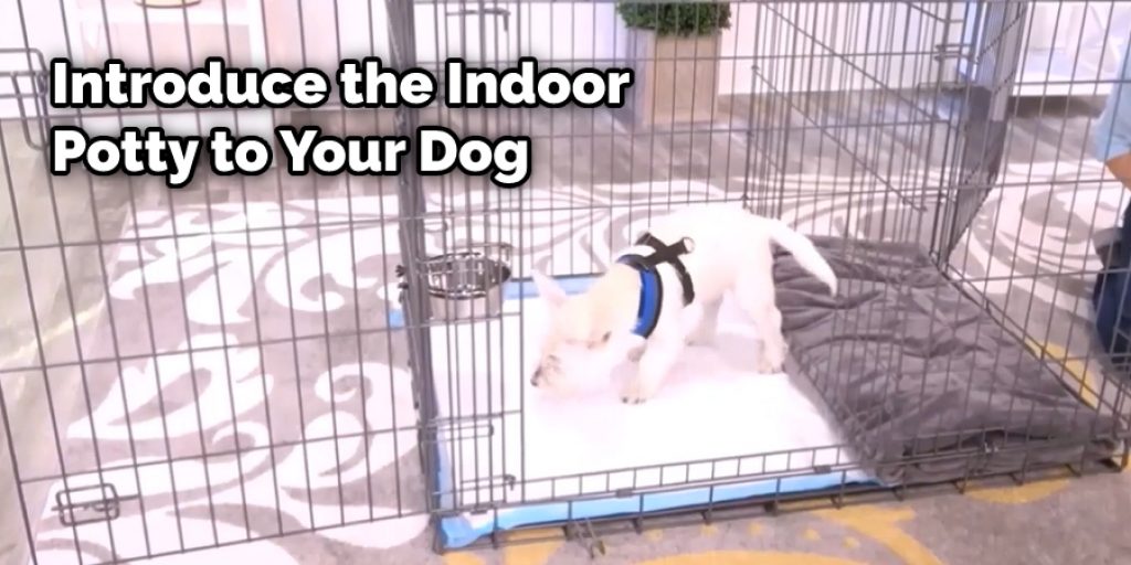 Introduce the Indoor Potty to Your Dog