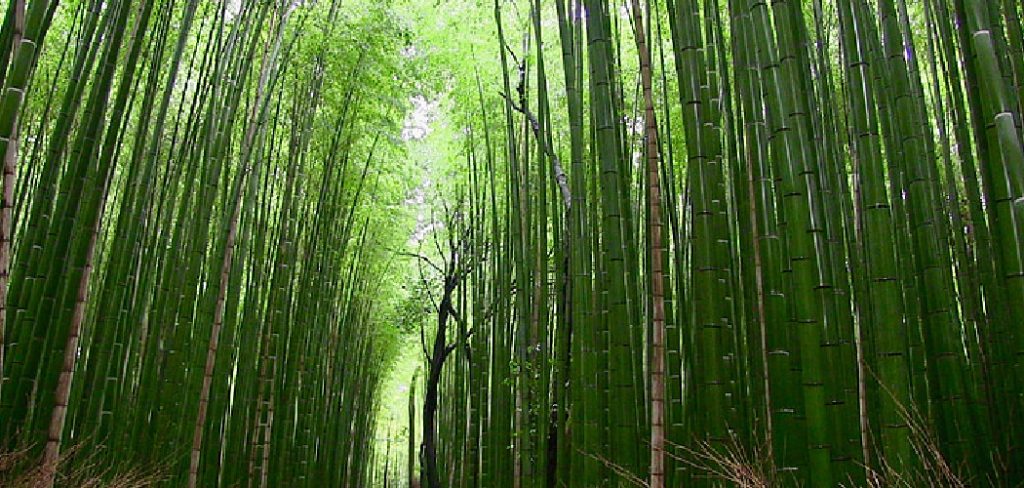 How to Make Bamboo Grow Thicker