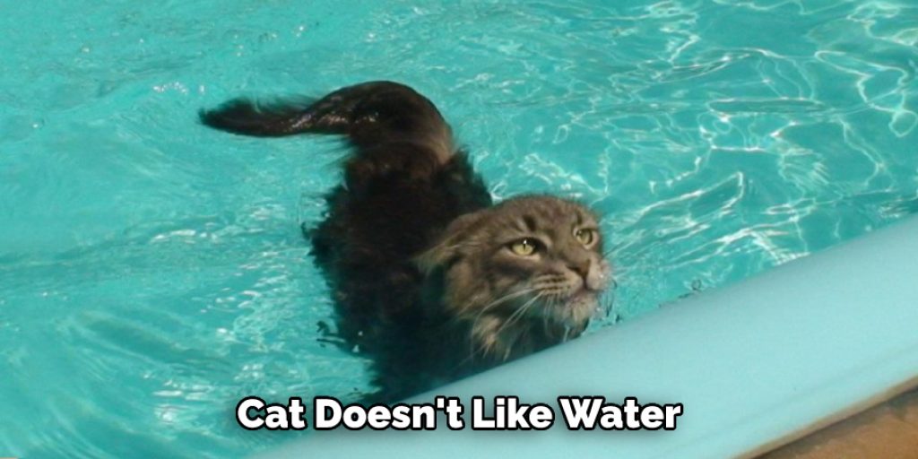 Cat Doesn't Like Water