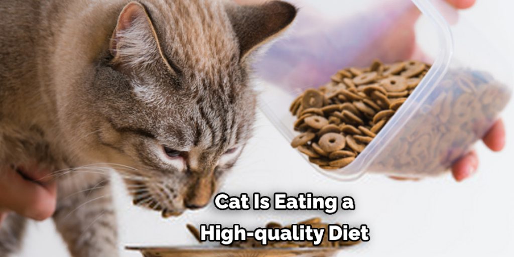  Cat Is Eating a  High-quality Diet