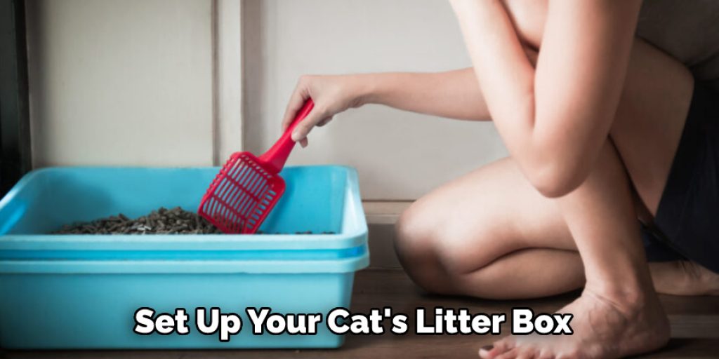 Set Up Your Cat's Litter Box