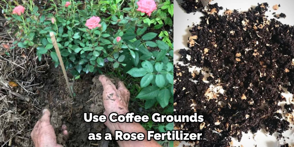 Use Coffee Grounds  as a Rose Fertilizer