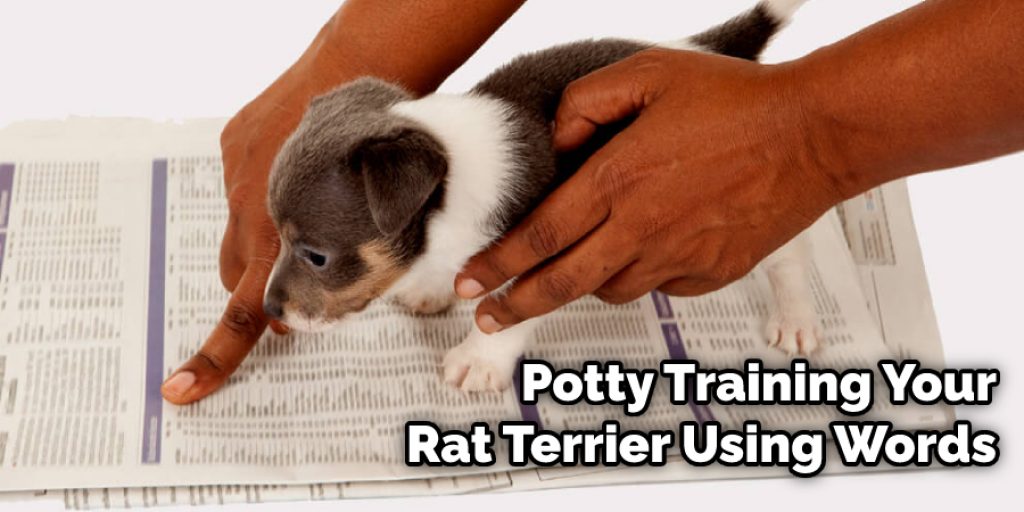 Potty Training Your Rat Terrier Using Words