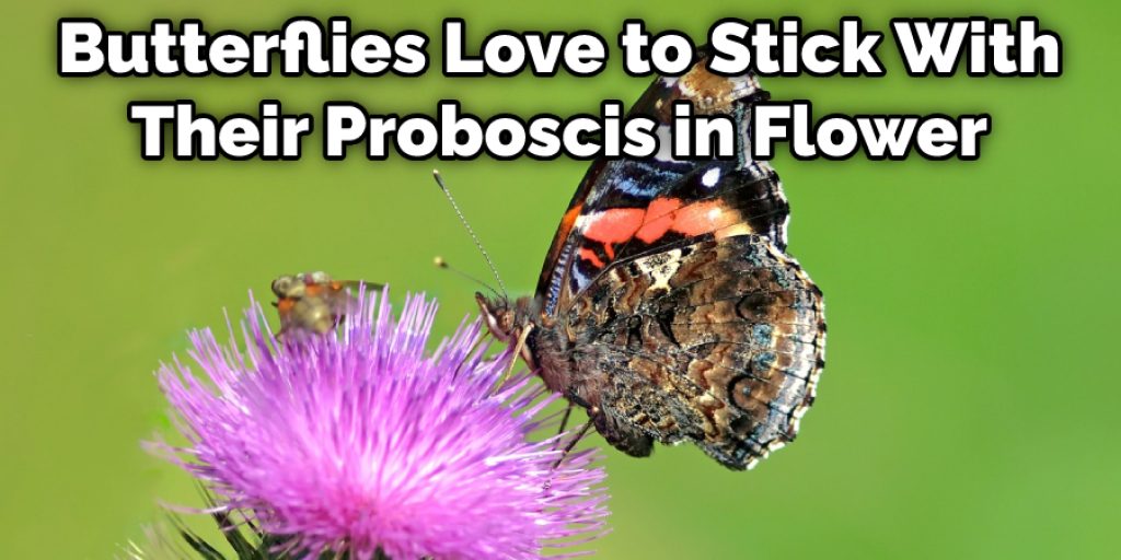 Butterflies Love to Stick With Their Proboscis in Flower