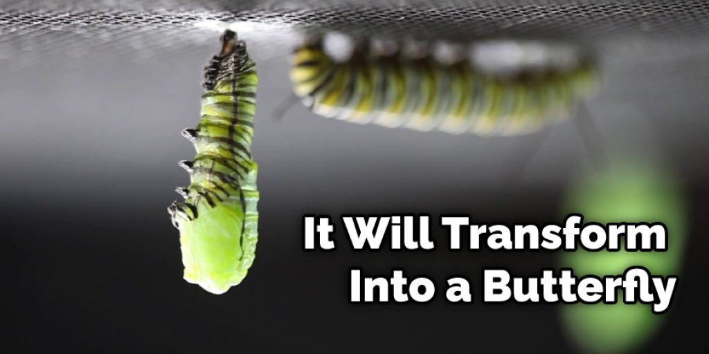 It Will Transform Into a Butterfly