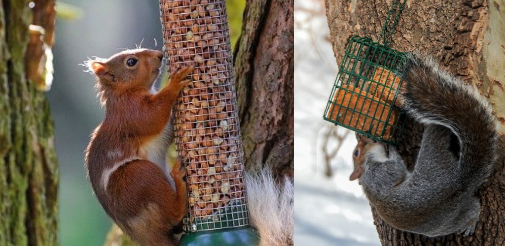 How to Keep Squirrels from Climbing Shepherds Hook