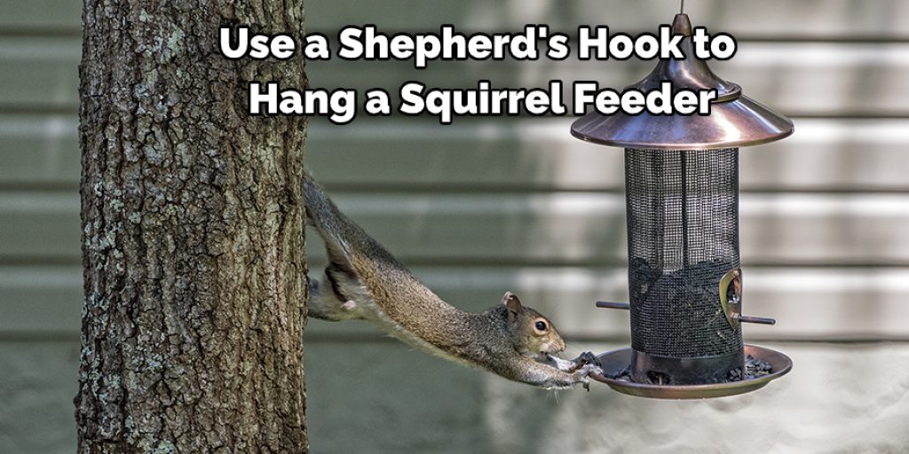Use a Shepherd's Hook to  Hang a Squirrel Feeder
