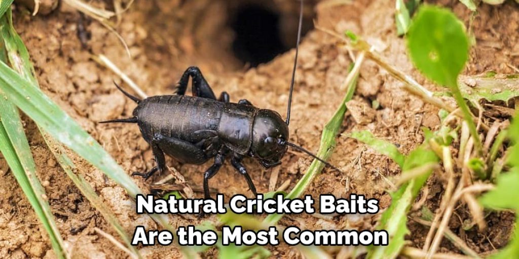 Natural Cricket Baits  Are the Most Common