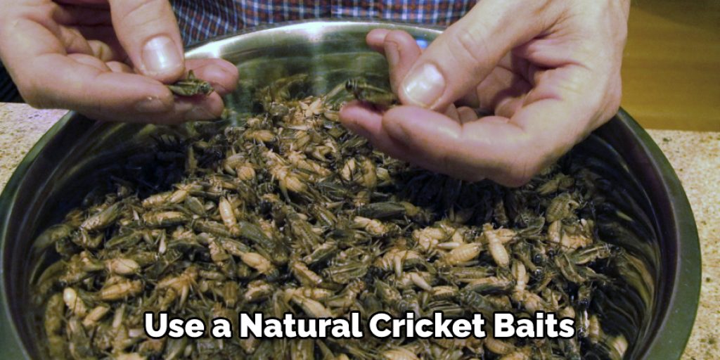 Use a Natural Cricket Baits 