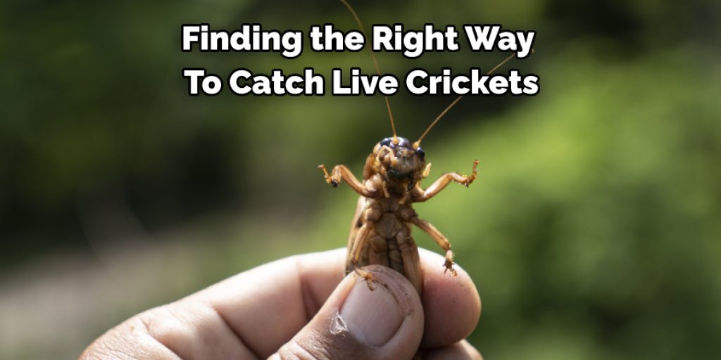 Finding the Right Way  To Catch Live Crickets
