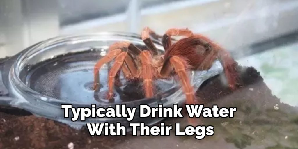 Typically Drink Water  With Their Legs