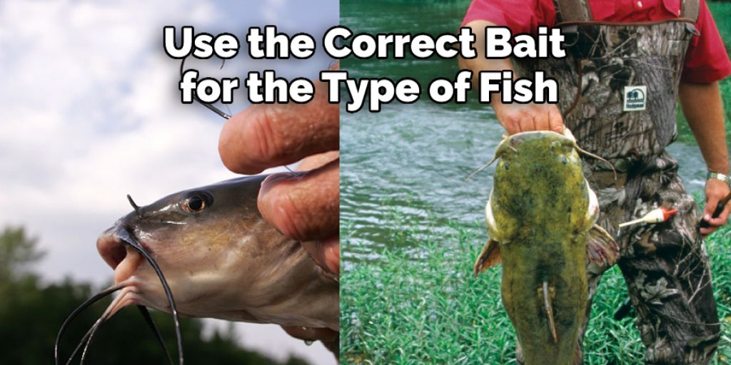 Use the Correct Bait  for the Type of Fish