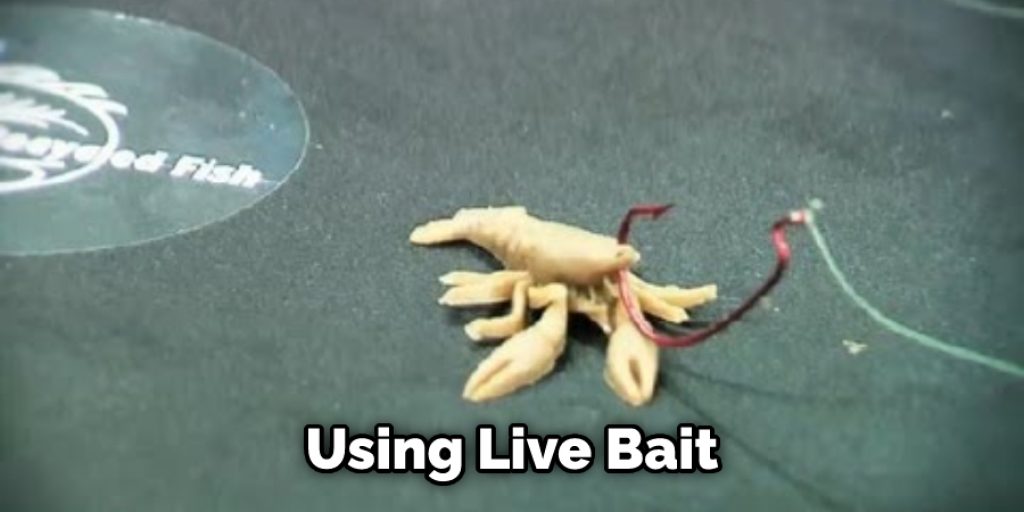 Using Live Bait