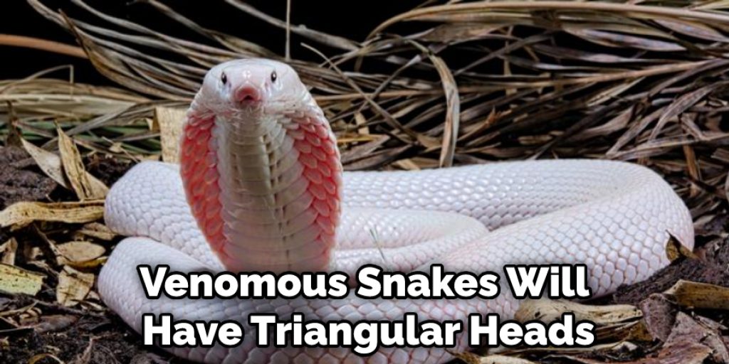 Venomous Snakes Will Have Triangular Heads