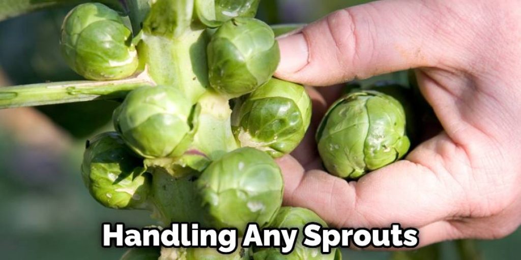 Handling Any Sprouts