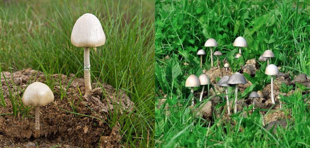 How To Get Mushrooms From Cow Manure Compost