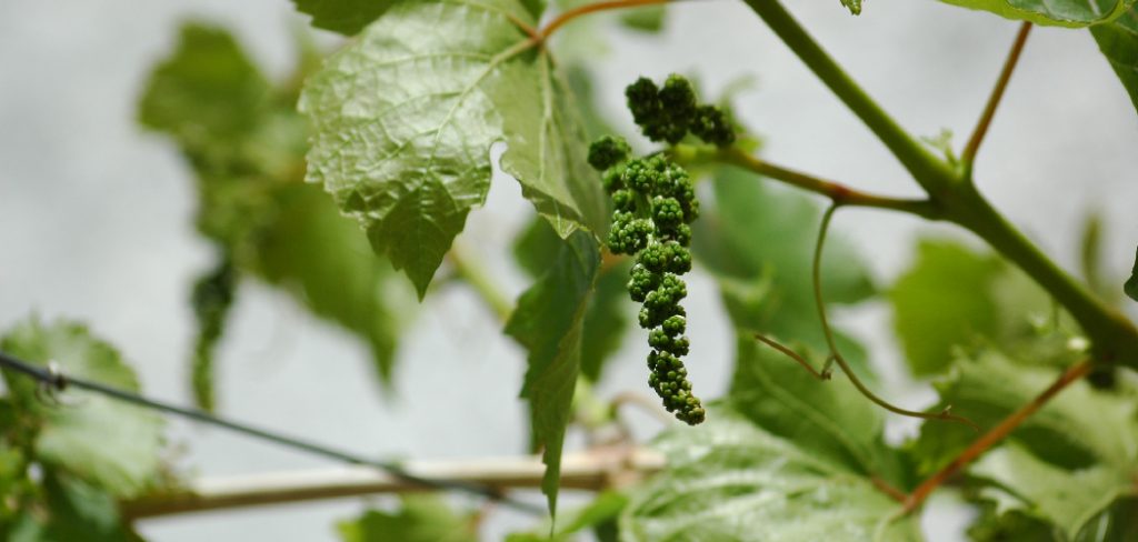 How to Grow Muscadine Grapes from Cuttings