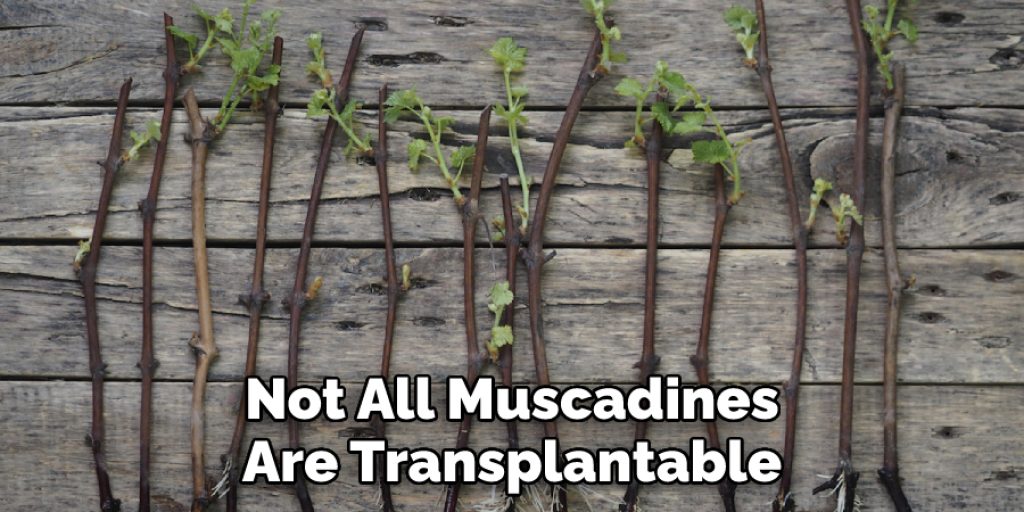 Not All Muscadines Are Transplantable