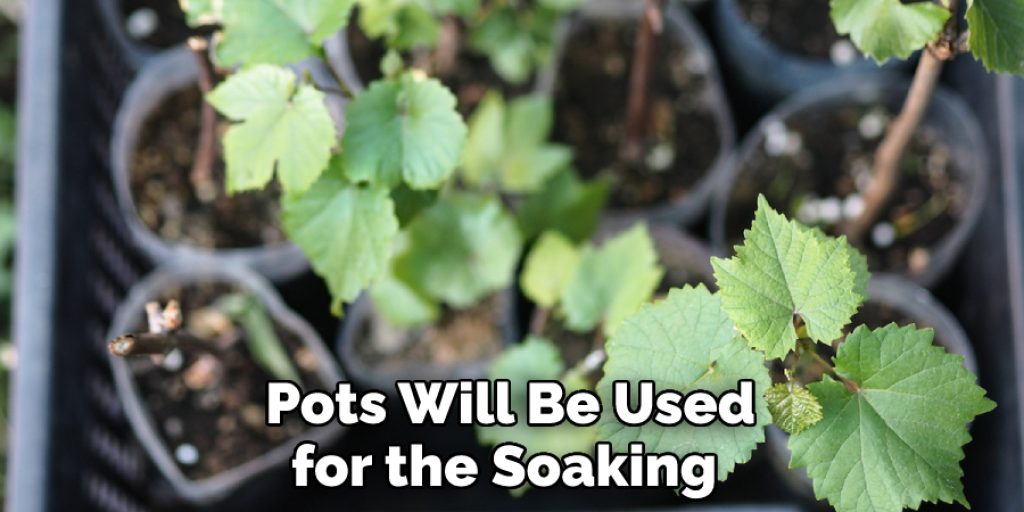  Pots Will Be Used for the Soaking