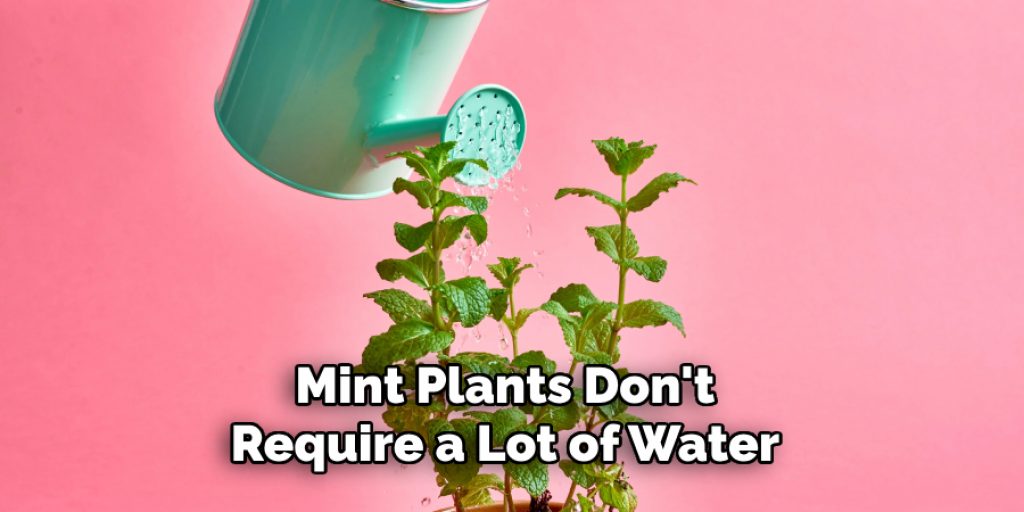 Mint Plants Don't Require a Lot of Water