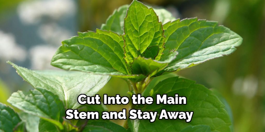  Cut Into the Main Stem and Stay Away 