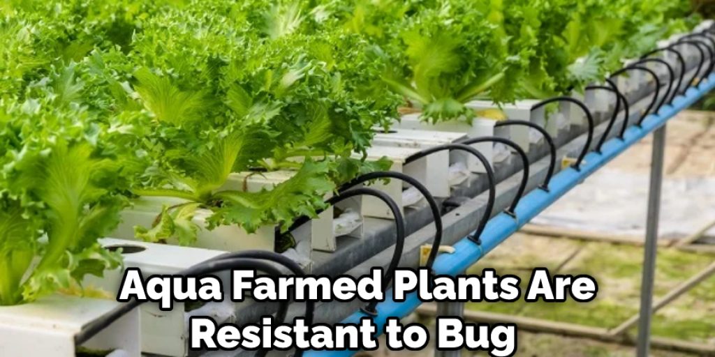 Aqua Farmed Plants Are Resistant to Bug 