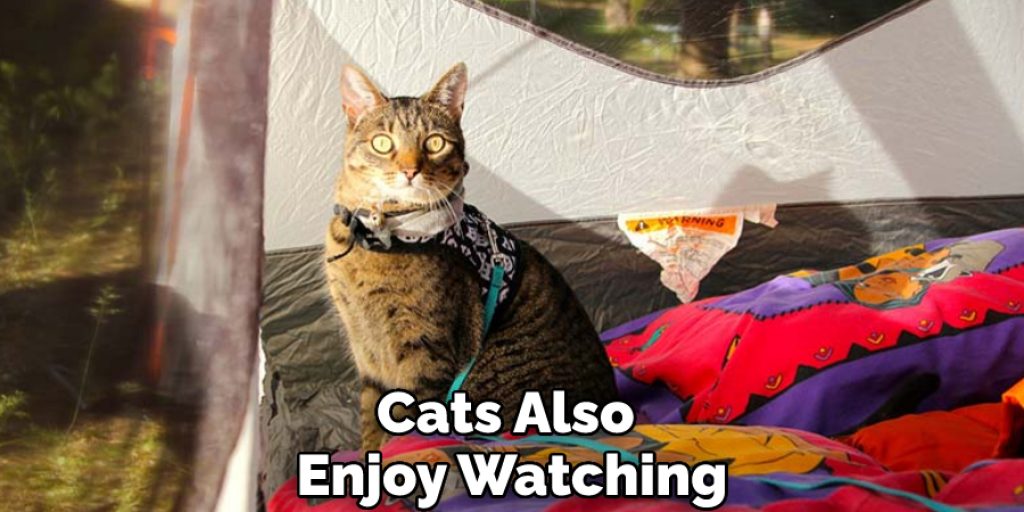 Cats Also Enjoy Watching