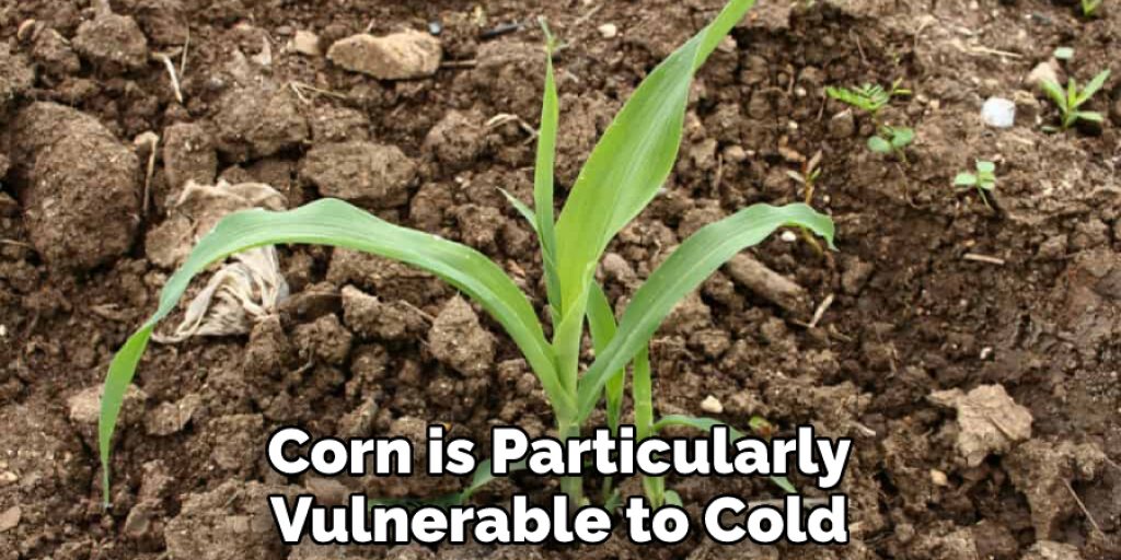 Corn is Particularly Vulnerable to Cold