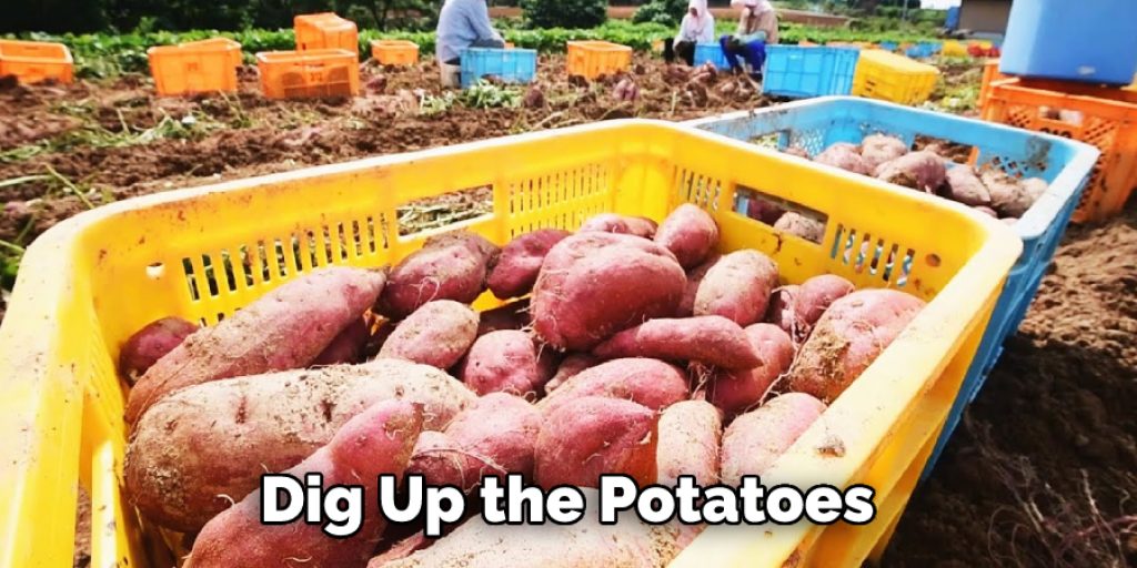 Dig Up the Potatoes