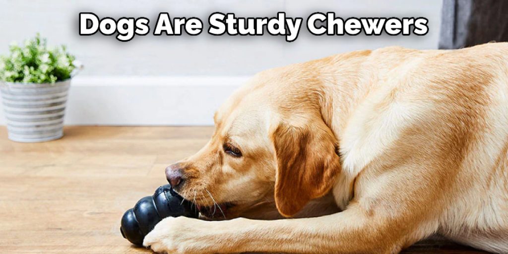 Dogs Are Sturdy Chewers