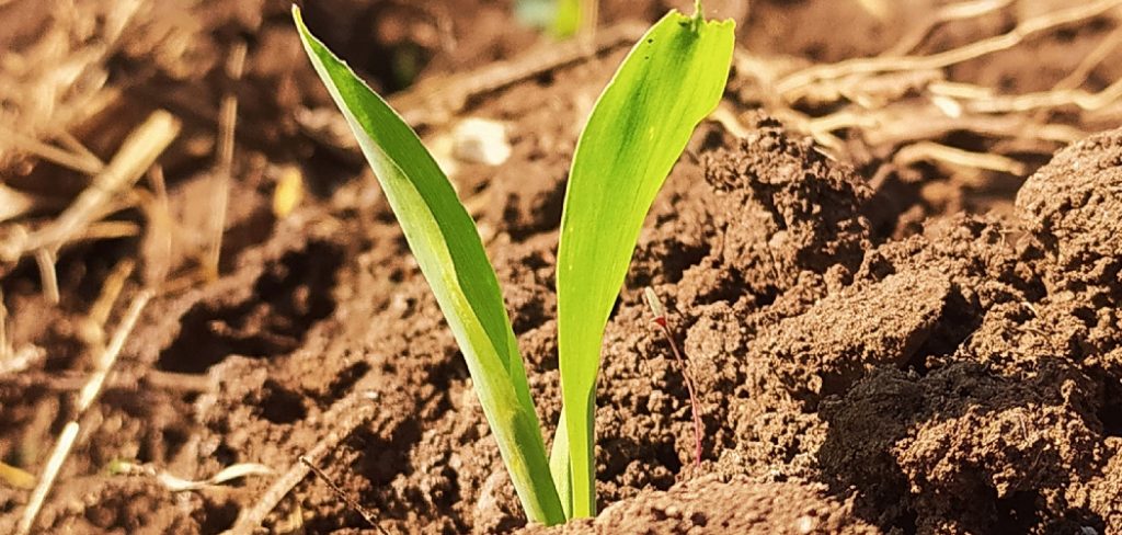 How Do You Transplant Corn Seedlings