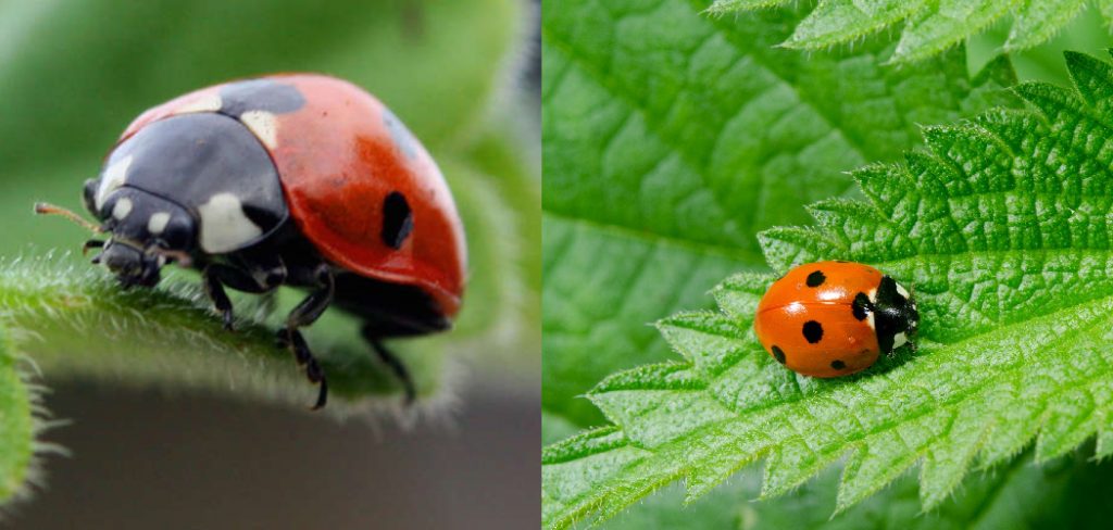 How to Keep Bugs off Indoor Hydroponic Plants