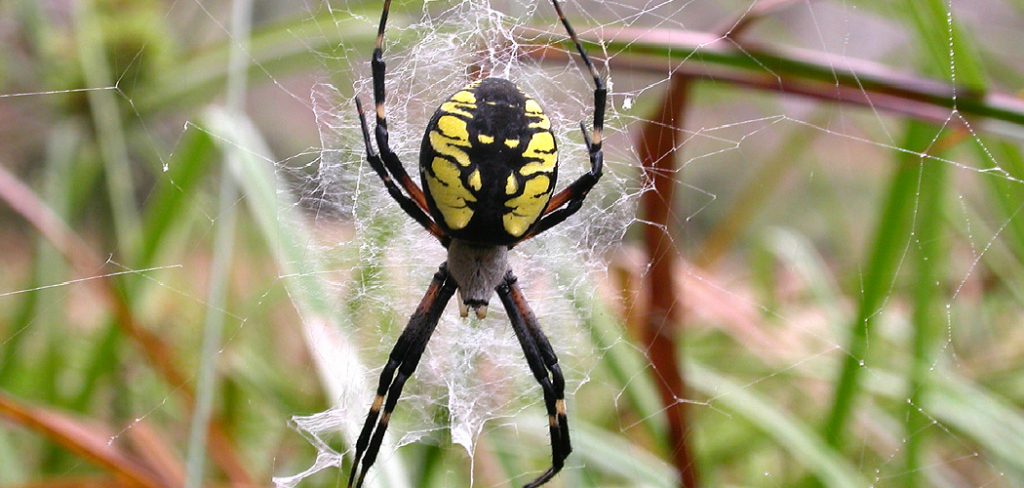 How to Preserve a Spider