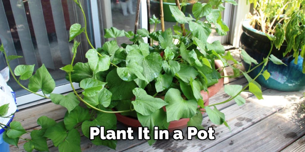  Plant It in a Pot