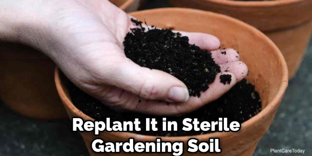 Replant It in Sterile Gardening Soil