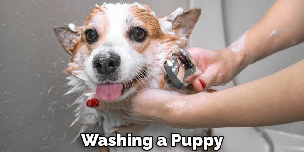 Washing a Puppy