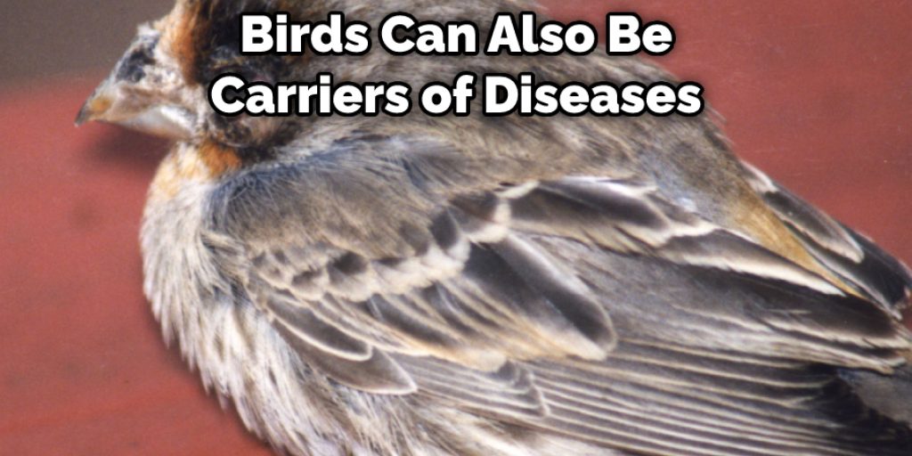 Birds Can Also Be Carriers of Diseases