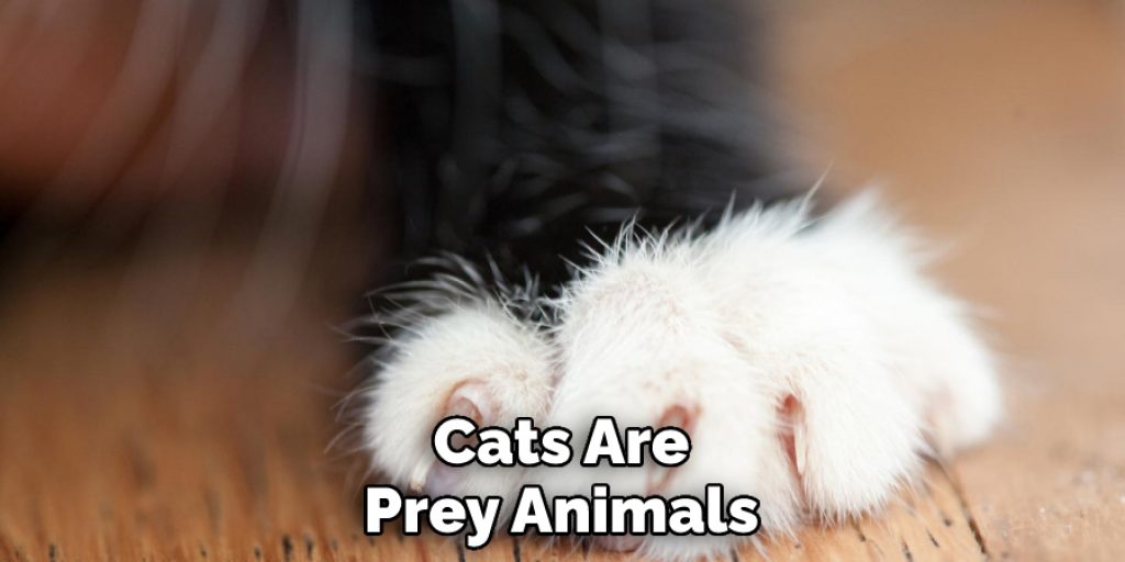 Cats Are Prey Animals
