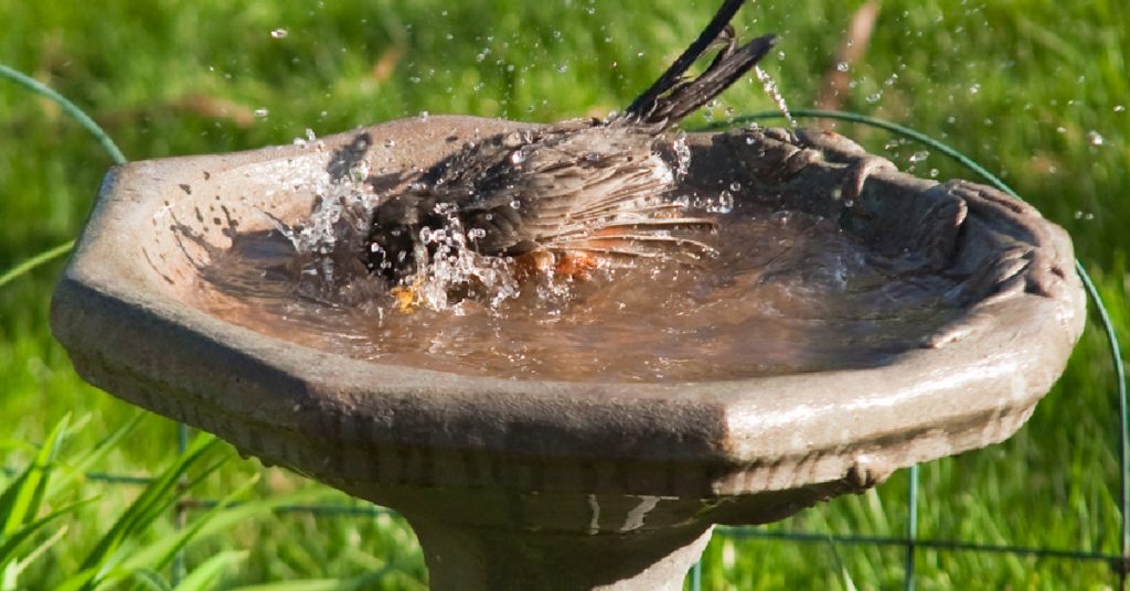 How to Keep Birds Out Of Hanging Baskets