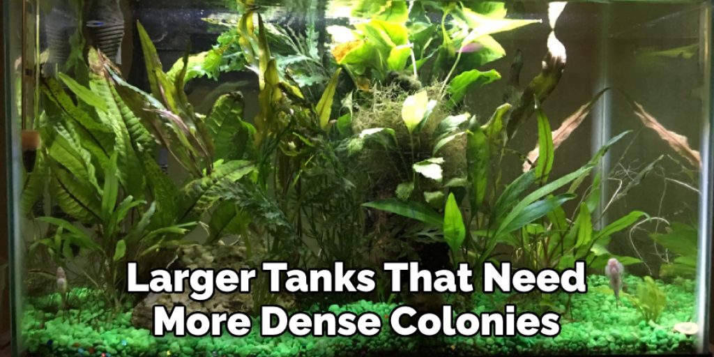 Larger Tanks That Need More Dense Colonies