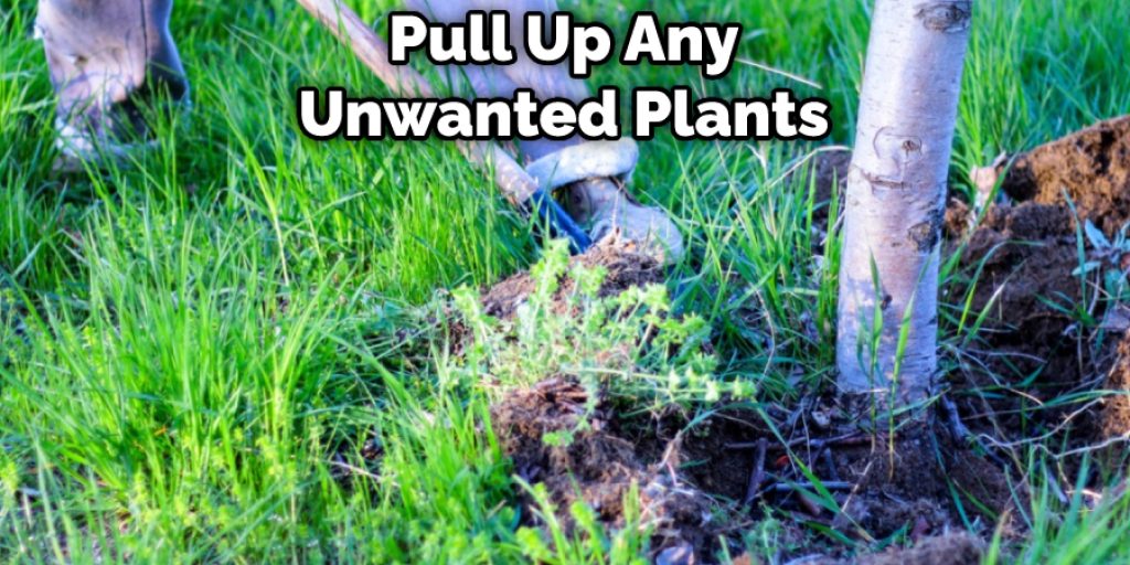 Pull Up Any Unwanted Plants