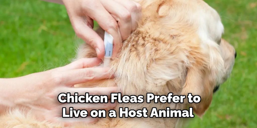  Chicken Fleas Prefer to Live on a Host Animal