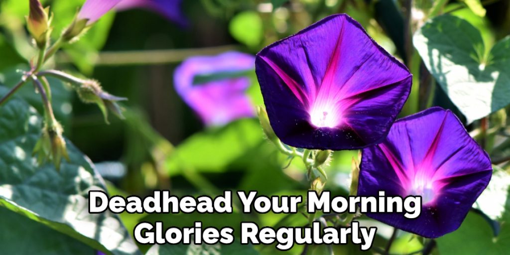 Deadhead Your Morning Glories Regularly
