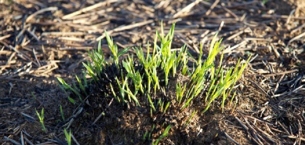 How to Regrow Grass After Roundup